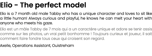 Elio The perfect model Elio is a 7 month old male Tabby who has a unique character and loves to sit like a little hum...