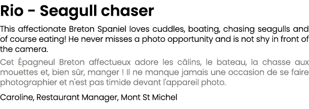 Rio Seagull chaser This affectionate Breton Spaniel loves cuddles, boating, chasing seagulls and of course eating! He...