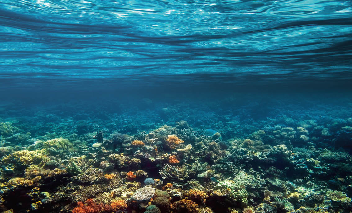 Underwater coral reef on the red sea